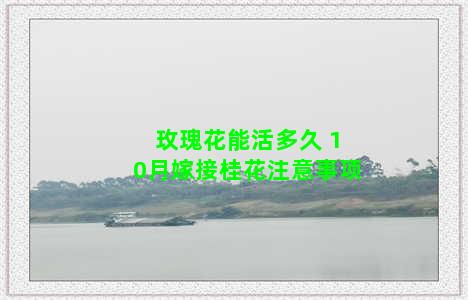 玫瑰花能活多久 10月嫁接桂花注意事项